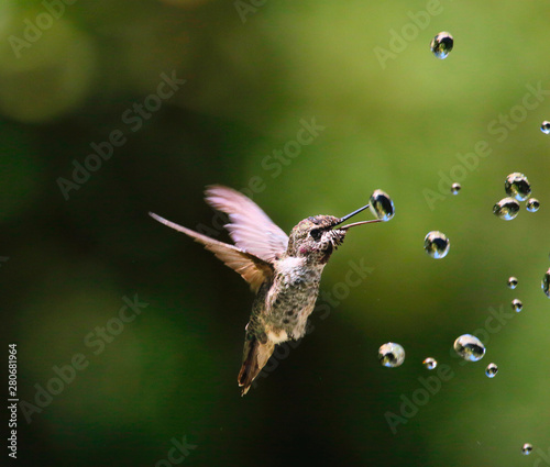 Hummingbirds with water drops photo