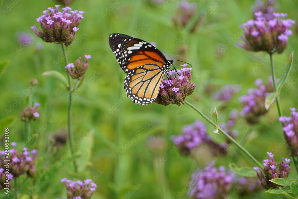 Fototapeta premium butterfly on a flower