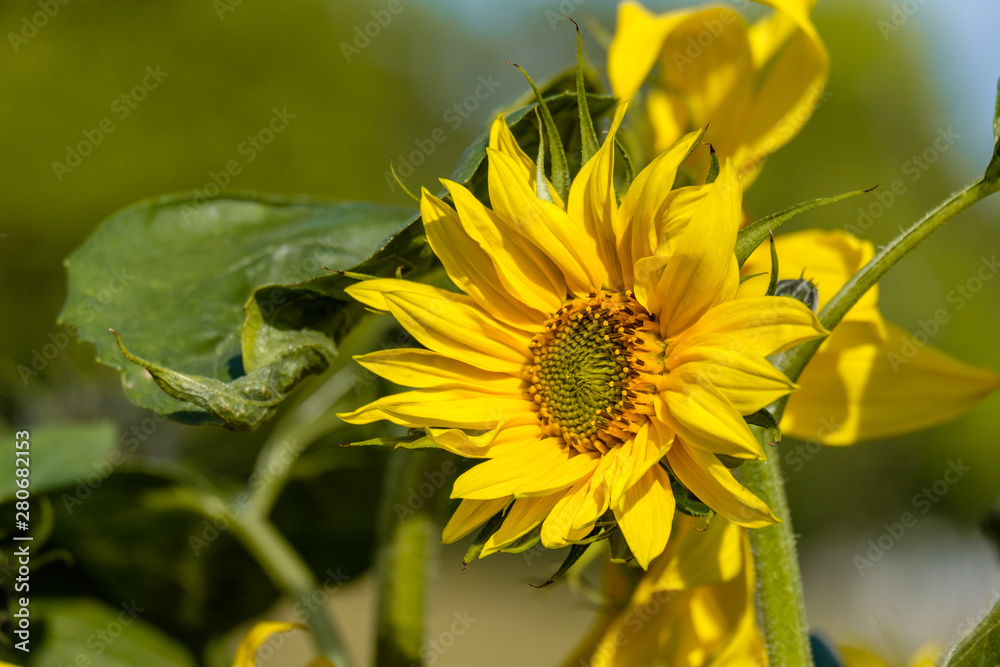 Fototapeta premium beautiful yellow sunflower blooming under the sun in the garden.
