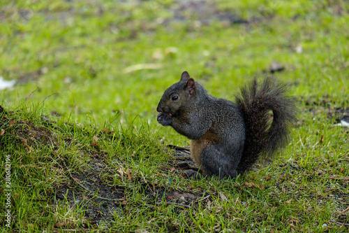 one cute black squirrel sitting on the grassy ground eating something in its claws