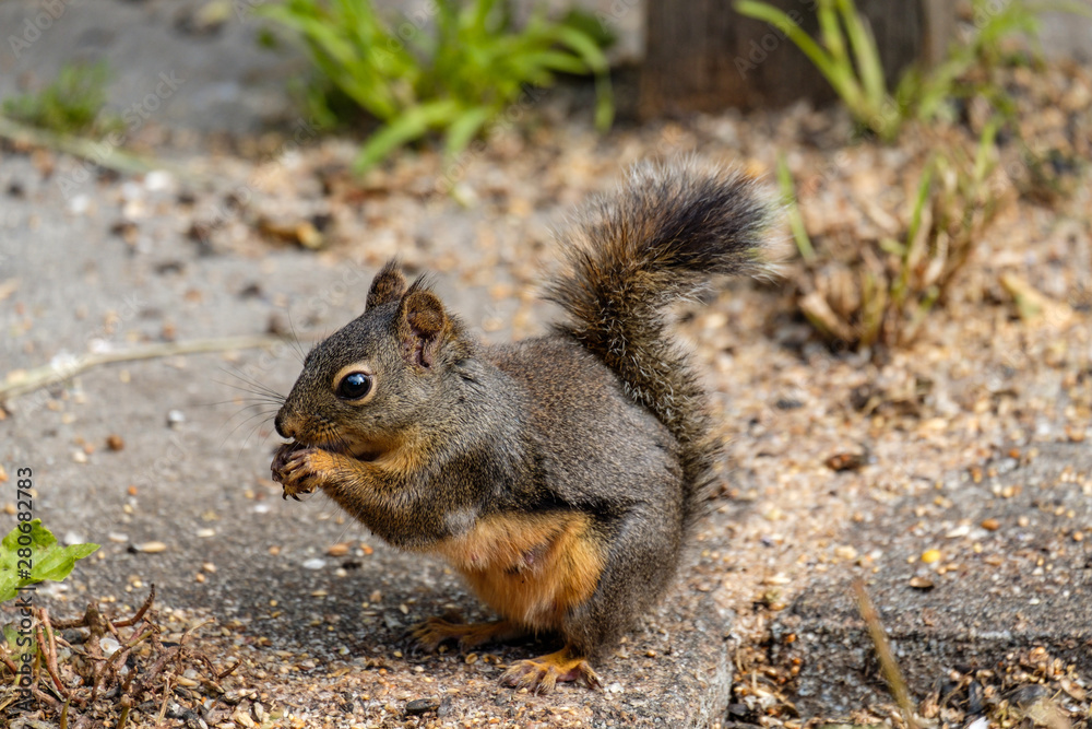 side portrait of a cute Douglas squirrel eating grains and nuts fell from the birds feeder inside park side portrait of a cute Douglas squirrel eating grains and nuts fell from the birds feeder inside park
