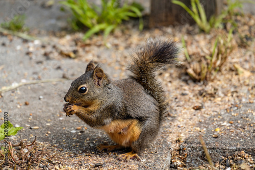 side portrait of a cute Douglas squirrel eating grains and nuts fell from the birds feeder inside park