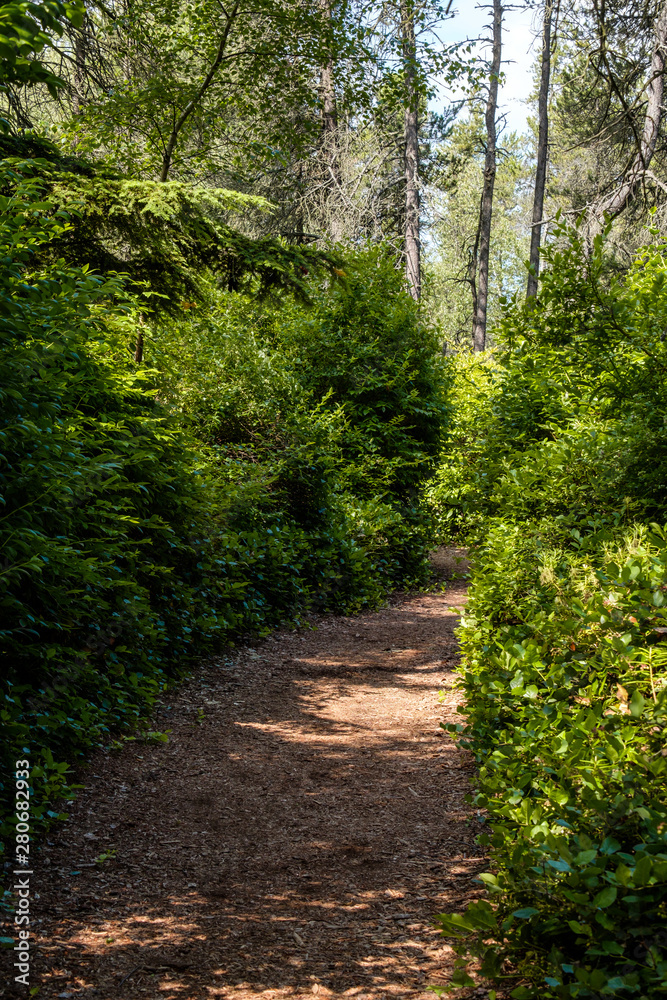 a wood chips filled walking path inside park under the sun with green trees and bushes on both sides