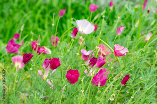 Eschscholzia californica or Poppy Carmine King is a flowering herb. The symbol of California © OlgaKorica