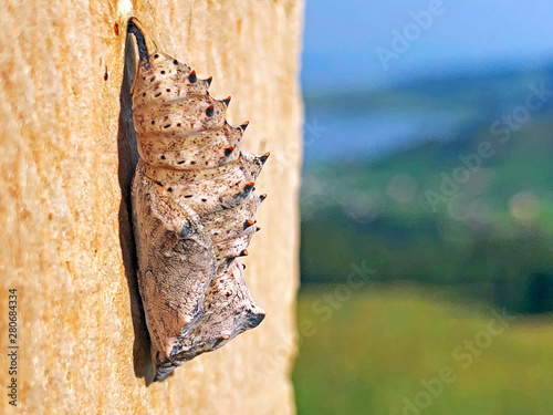 Chrysalis or Pupa of the daily butterfly in the valley of the Sihlsee Lake, Willerzell - Canton of Schwyz, Switzerland photo