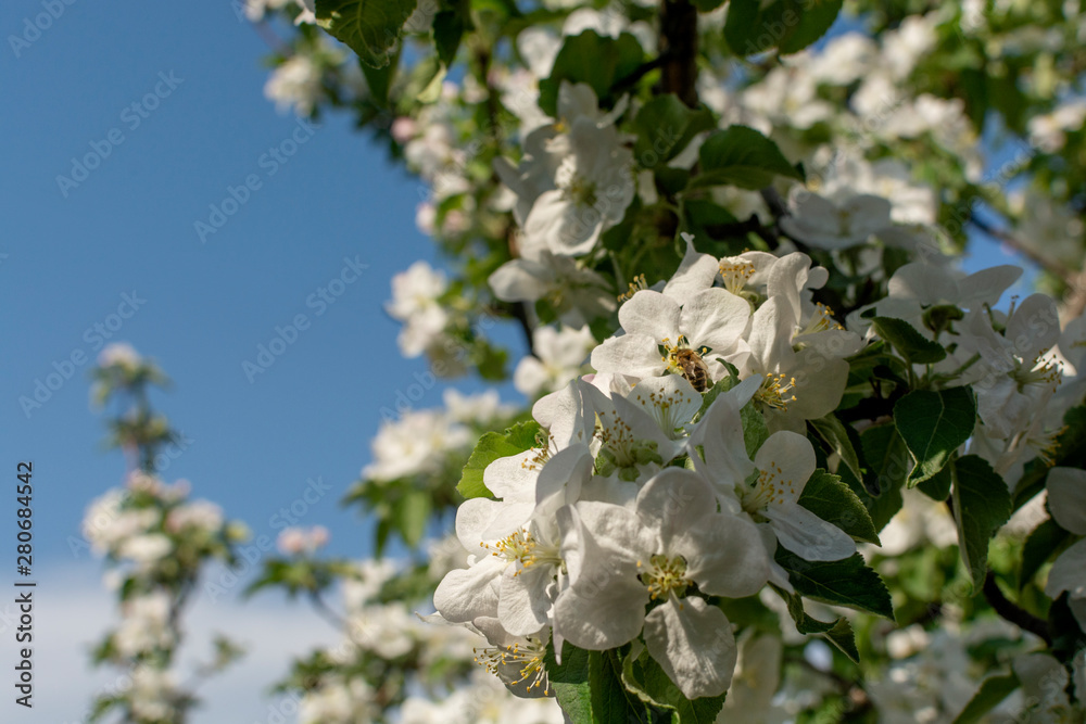 Macro view blooming apple tree in spring Macro view blooming apple tree in spring
