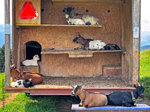 Domestic goats in a wooden cottage with climbing shelves, Willerzell - Canton of Schwyz, Switzerland photo