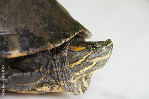 Profile portrait of colorful turtle