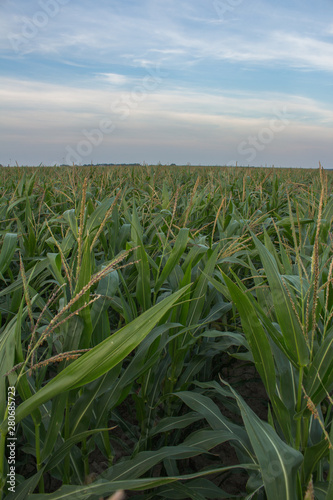 Krajobraz przedstawiający zielone pola uprawne kukurydzy.