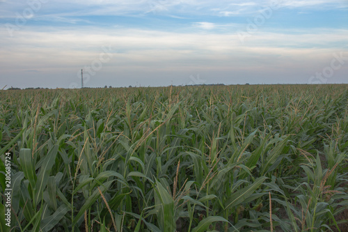 Krajobraz przedstawiający zielone pola uprawne kukurydzy.