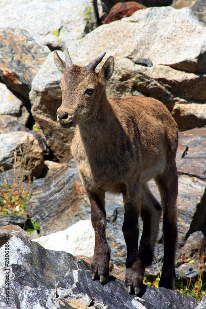 Caucasus. Bezengi gorge. Mountain goat.