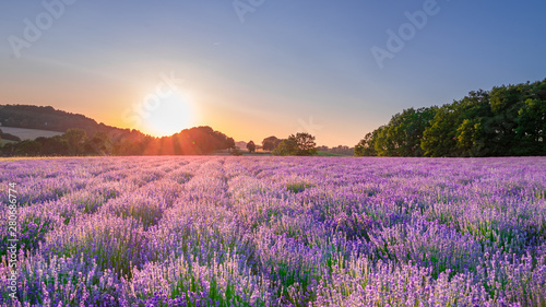 Sunset over lavender field © Anna