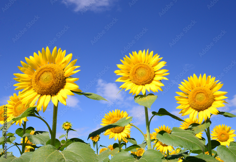 ひまわり畑は笑顔がいっぱい Stock Photo Adobe Stock