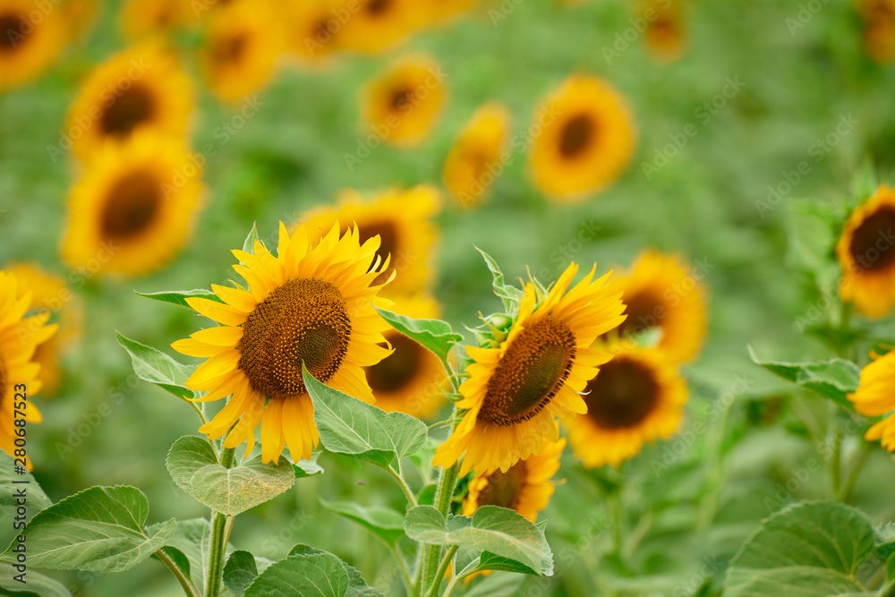 Fototapeta premium Sunflower field - bright yellow flowers, beautiful summer landscape