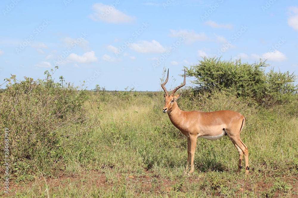 Fototapeta premium Schwarzfersenantilope / Impala / Aepyceros melampus
