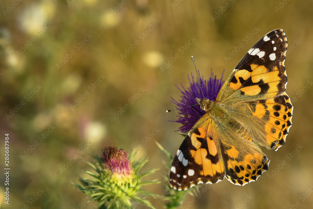 Allphotokz Butterflies 20190723 0754 D810 Allphotokz Butterflies 20190723 0754 D810