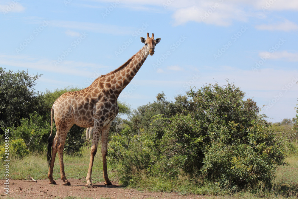 Obraz premium Giraffe / Giraffe / Giraffa Camelopardalis