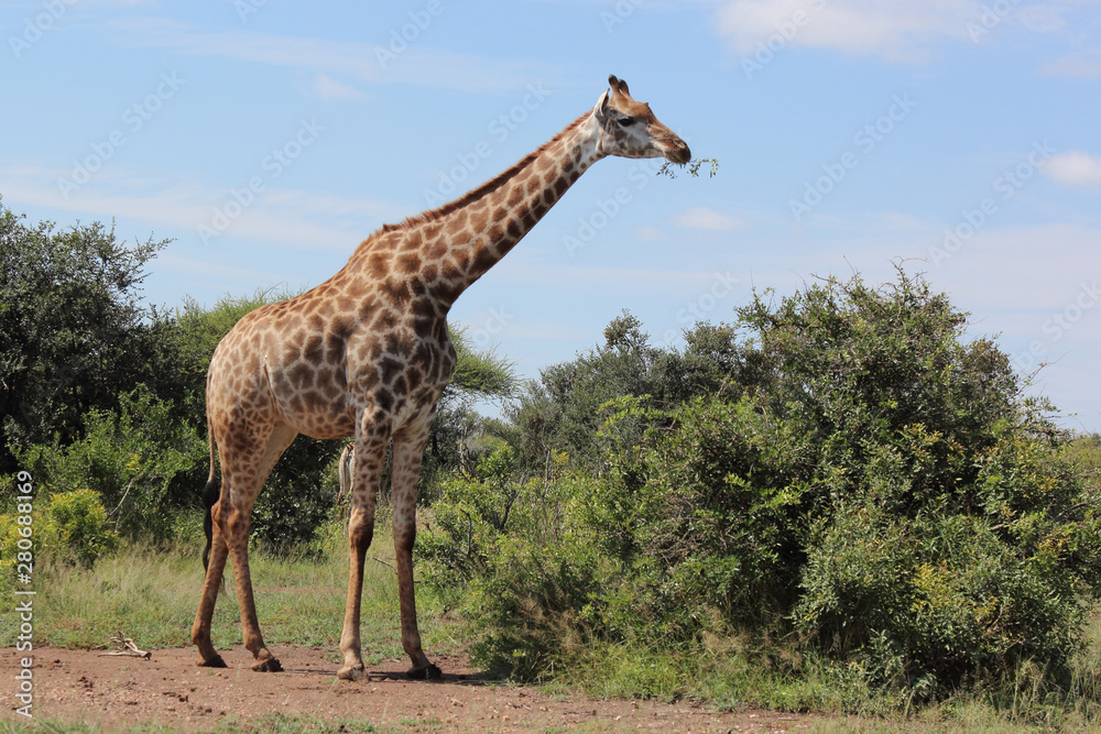 Fototapeta premium Giraffe / Giraffe / Giraffa Camelopardalis