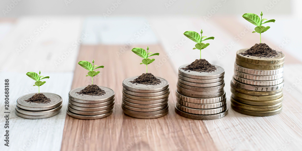 Growing Money - Plant On Coins - Finance And Investment Concept. Growing  plant on row of coin money , csr in business foto de Stock | Adobe Stock