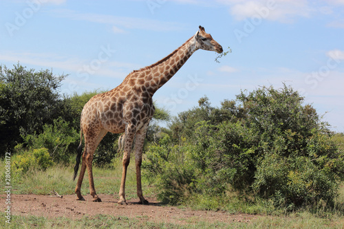 Giraffe   Giraffe   Giraffa Camelopardalis