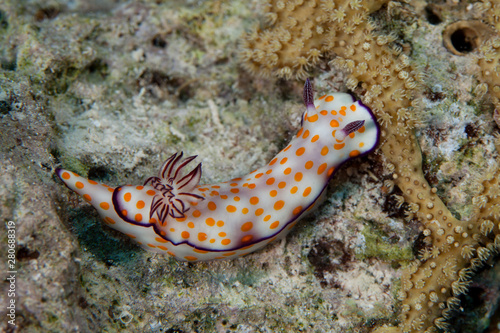 Hypselodoris pulchella