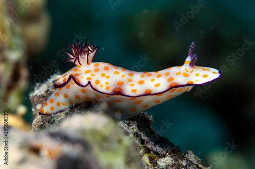 Hypselodoris pulchella