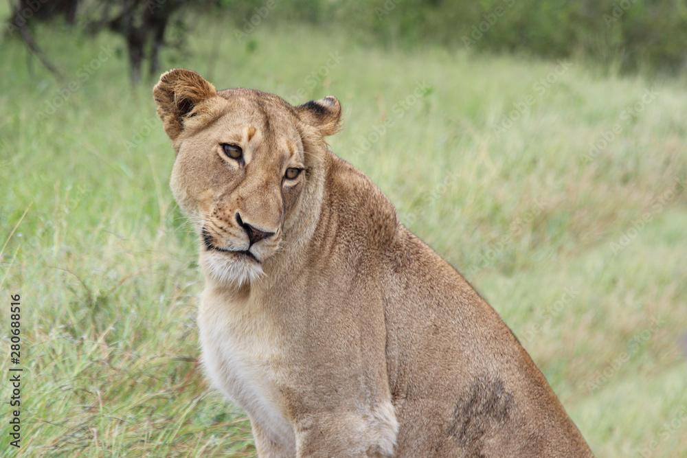 Afrikanischer Löwe / African lion / Panthera Leo. Afrikanischer Löwe / African lion / Panthera Leo.
