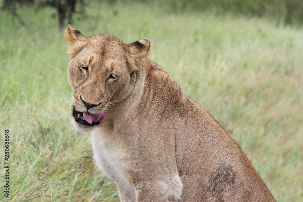 Afrikanischer Löwe / African lion / Panthera Leo. Afrikanischer Löwe / African lion / Panthera Leo.