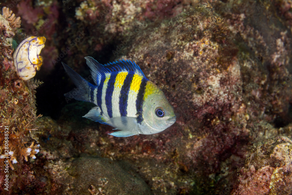 Indo-Pacific sergeant, Abudefduf vaigiensis Indo-Pacific sergeant, Abudefduf vaigiensis