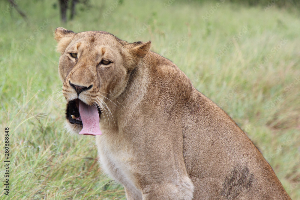 Afrikanischer Löwe / African lion / Panthera Leo. Afrikanischer Löwe / African lion / Panthera Leo.