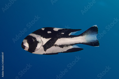 black and white snapper, Macolor niger
