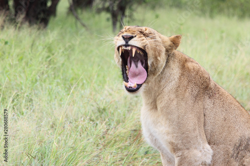 Afrikanischer Löwe / African lion / Panthera Leo