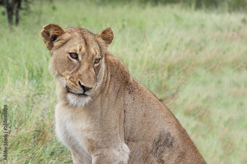 Afrikanischer Löwe / African lion / Panthera Leo. Afrikanischer Löwe / African lion / Panthera Leo.