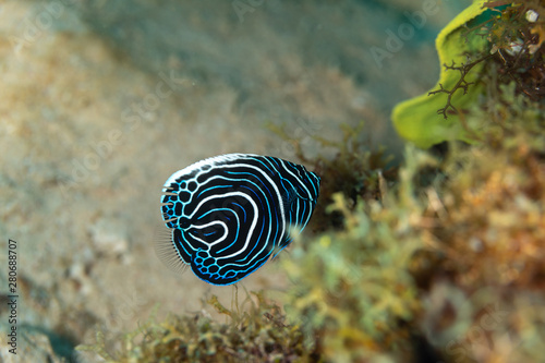 Juvenile emperor angelfish, Pomacanthus imperator, is a species of marine angelfish