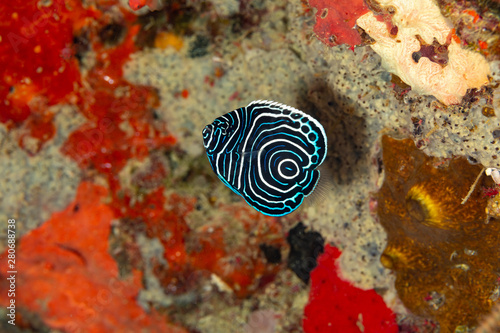 Canvas Print Juvenile emperor angelfish, Pomacanthus imperator, is a species of marine angelf