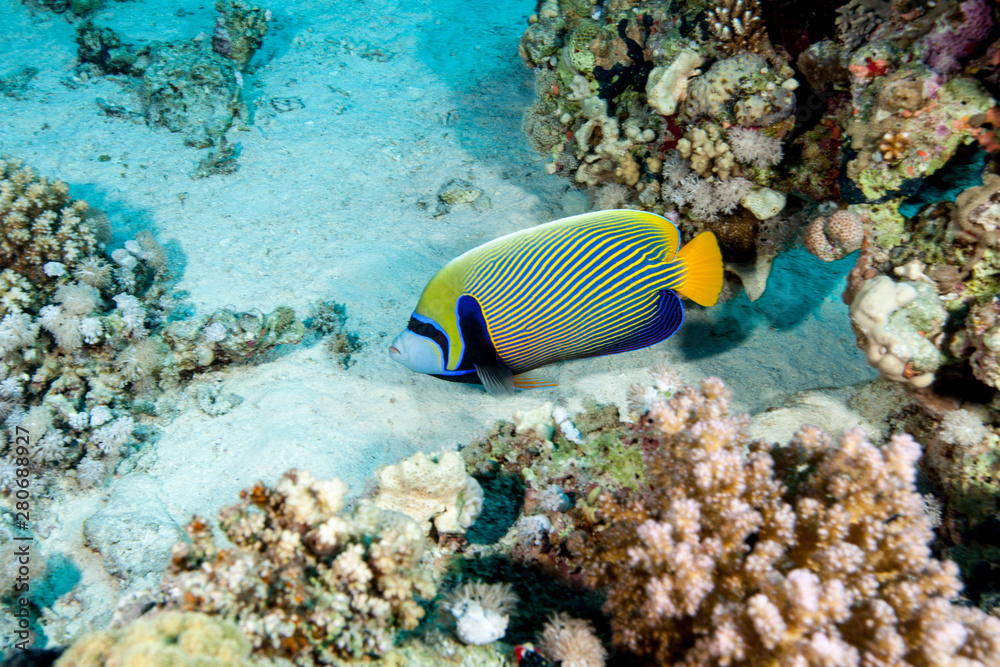 The emperor angelfish, Pomacanthus imperator The emperor angelfish, Pomacanthus imperator