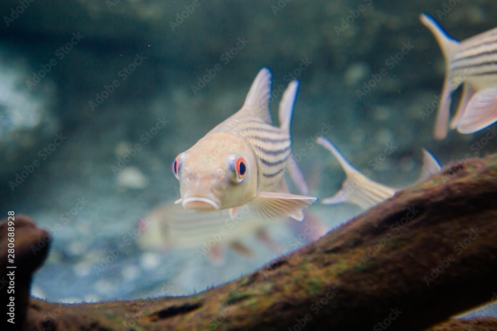 Wunschmotiv: aquarium in thailand , sea creatures #280688928