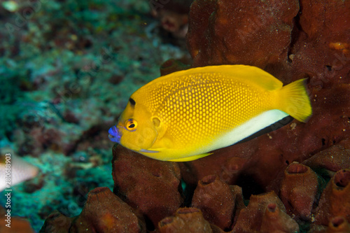Apolemichthys trimaculatus, also known as the threespot angelfish