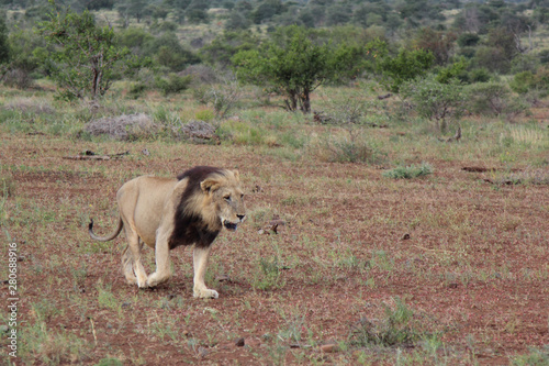Afrikanischer Löwe / African lion / Panthera Leo. © Ludwig