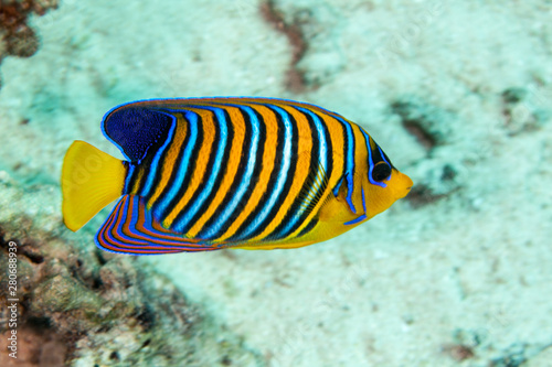 Εκτύπωση καμβά The royal angelfish or regal angelfish, Pygoplites diacanthus