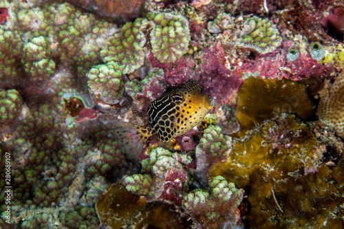 Striped Boxfish - Ostracion solorensis