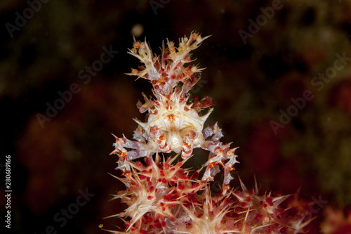 Dendronephthya Crab - Hoplophrys oatesii © GeraldRobertFischer