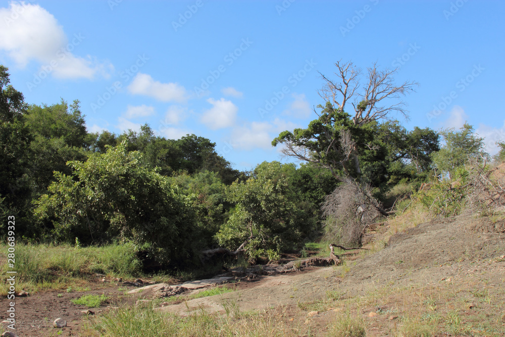 Afrikanischer Busch / African Bush / Afrikanischer Busch / African Bush /