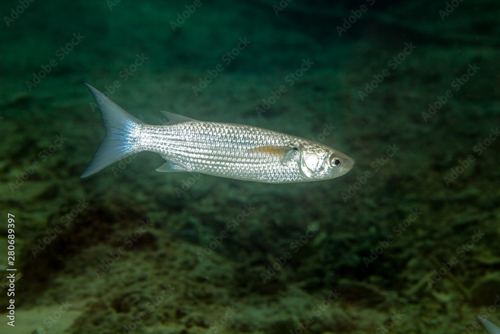 thicklip grey mullet, Chelon labrosus thicklip grey mullet, Chelon labrosus