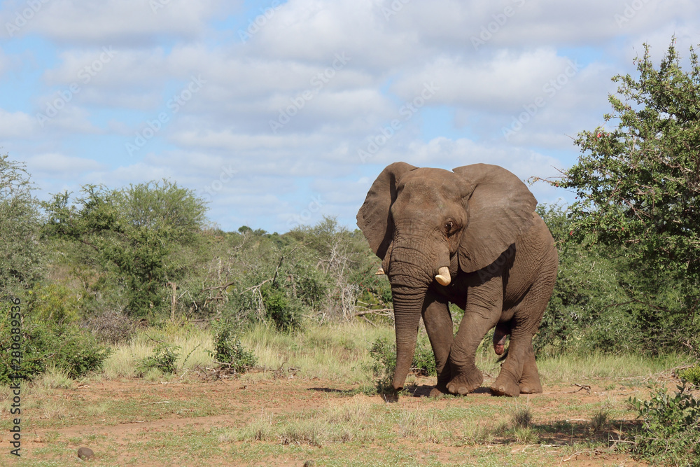 Fototapeta premium Afrikanischer Elefant / African elephant / Loxodonta africana