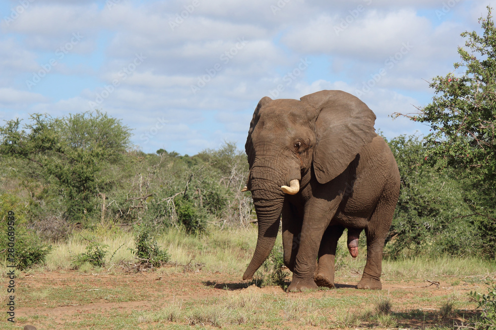 Afrikanischer Elefant / African elephant / Loxodonta africana