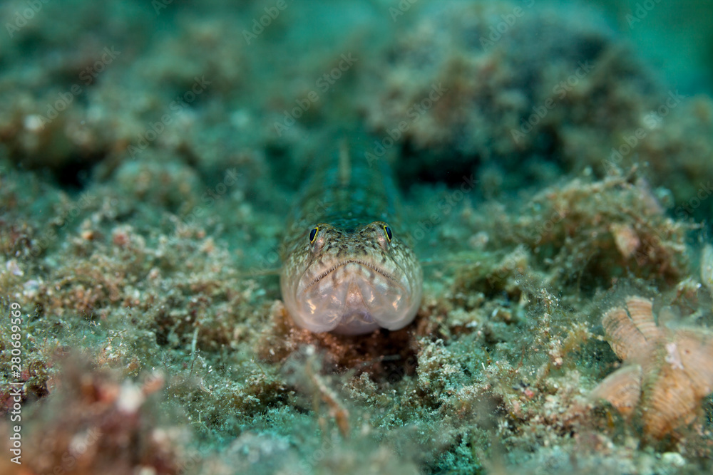 The Atlantic lizardfish (Synodus saurus), is a species of lizardfish that primarily lives in the Eastern Atlantic. The Atlantic lizardfish (Synodus saurus), is a species of lizardfish that primarily lives in the Eastern Atlantic.