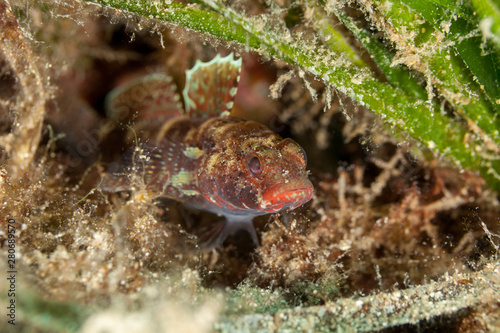 Gobius cruentatus  the Red-mouthed goby  is a species of goby native to the Eastern Atlantic Ocean