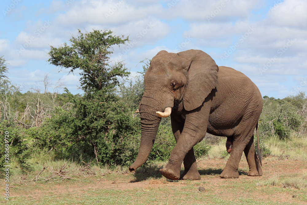 Fototapeta premium Afrikanischer Elefant / African elephant / Loxodonta africana