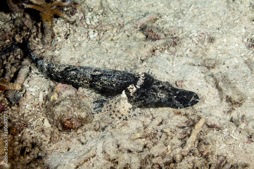 Black Crocodilefish, Cymbacephalus beauforti